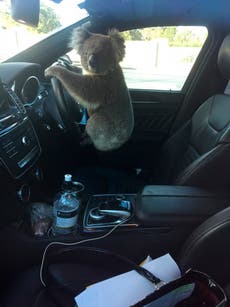 Koala rescued after 5-car pileup on Australian freeway