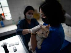 South Korea to give free Covid tests to pet cats and dogs