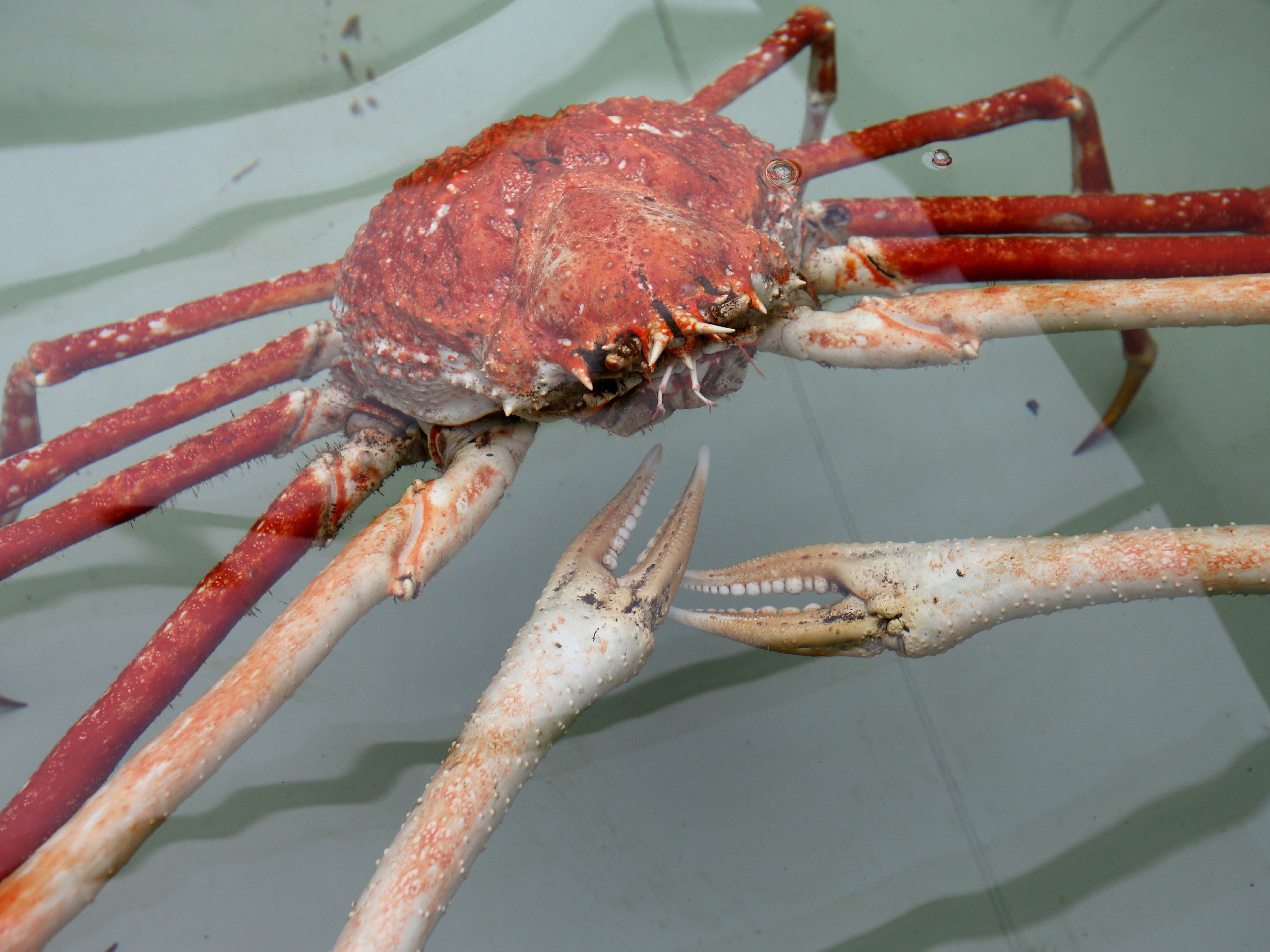 Spider crab will be given new name