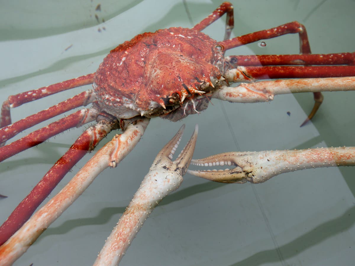Cornish fishers renaming species unpopular with British buyers after Brexit disrupts EU market