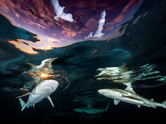 Sharks’ Skylight was named the best image