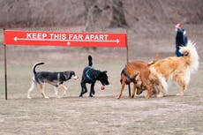 Pandemic puppies hit the dog park; owners are nervous wrecks