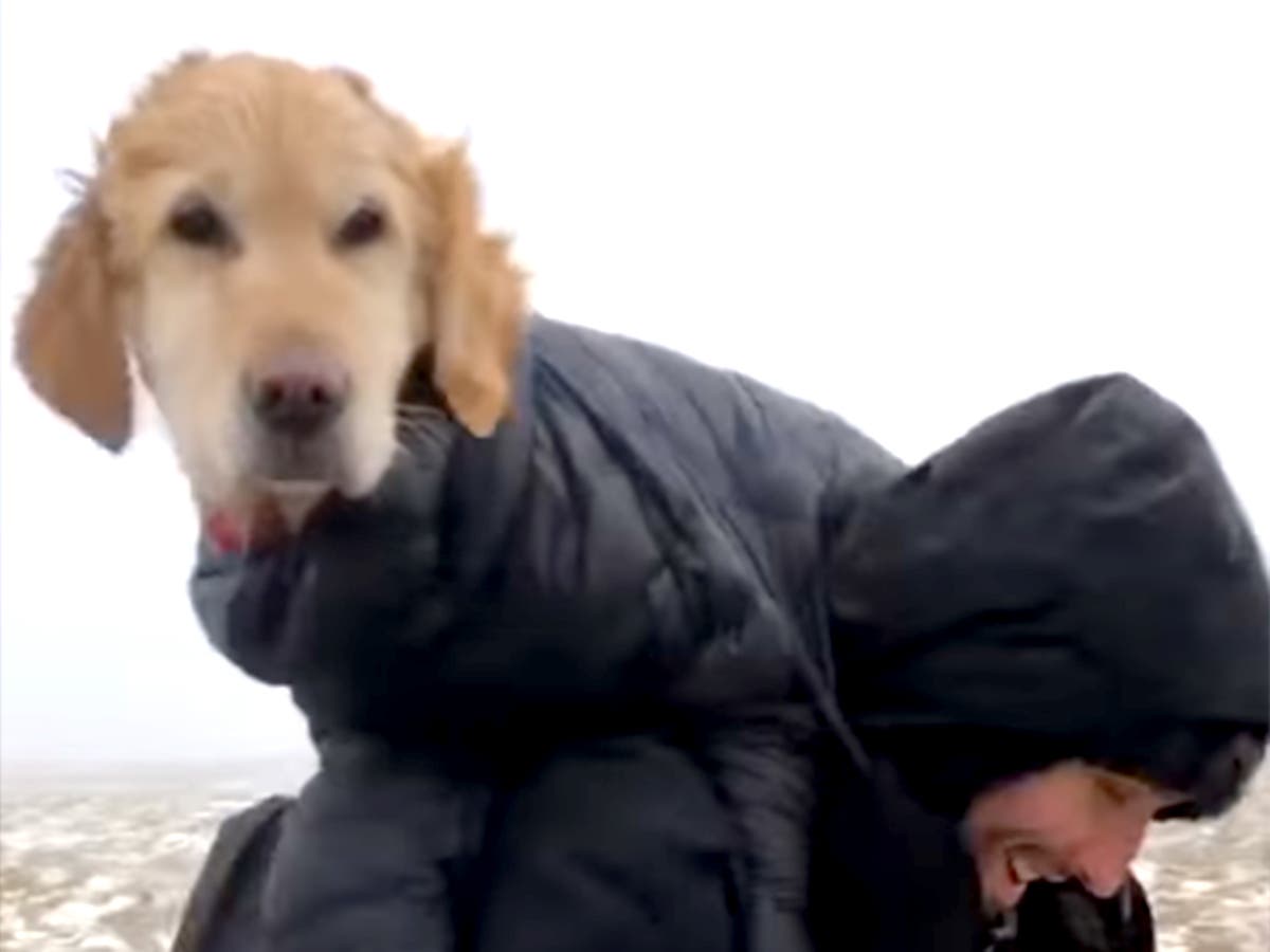 Labrador stranded alone on Irish mountain for two weeks rescued by walkers