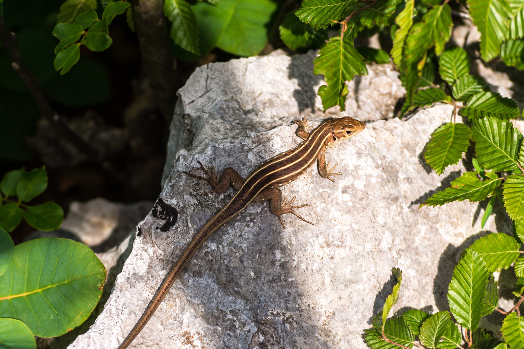 Lizards’ temperatures run higher on islands with snakes