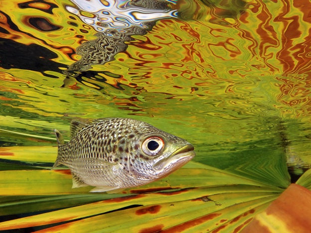 Compact - Winner ‘Doule (Kuhlia Rupestris) near the surface’, by Jack Berthomier