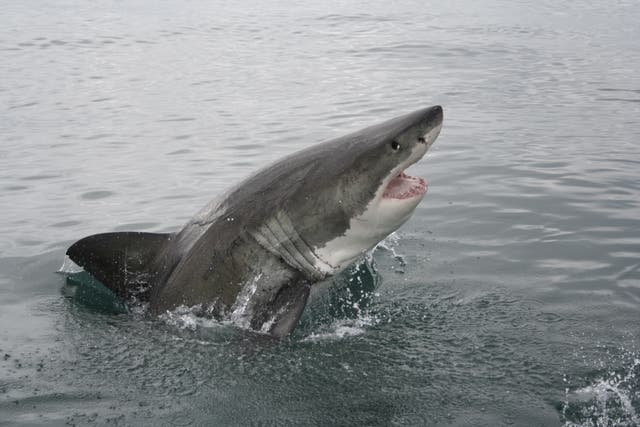 Great white sharks are moving northwards as waters warm, impacting other species including sea otters
