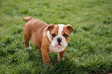 Is getting a cat or dog bad for the planet?