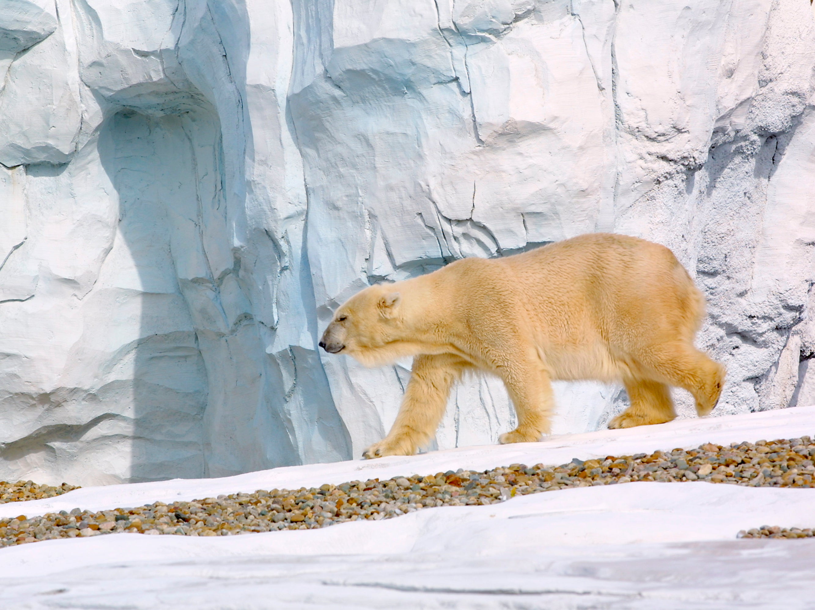<p>A polar bear wanders through the Detroit Zoo’s new Arctic Ring of Life Exhibit on 26 October, 2001 in Royal Oak, Michigan</p>