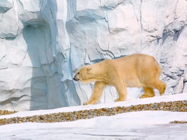 <p>A polar bear wanders through the Detroit Zoo’s new Arctic Ring of Life Exhibit on 26 October, 2001 in Royal Oak, Michigan</p>
