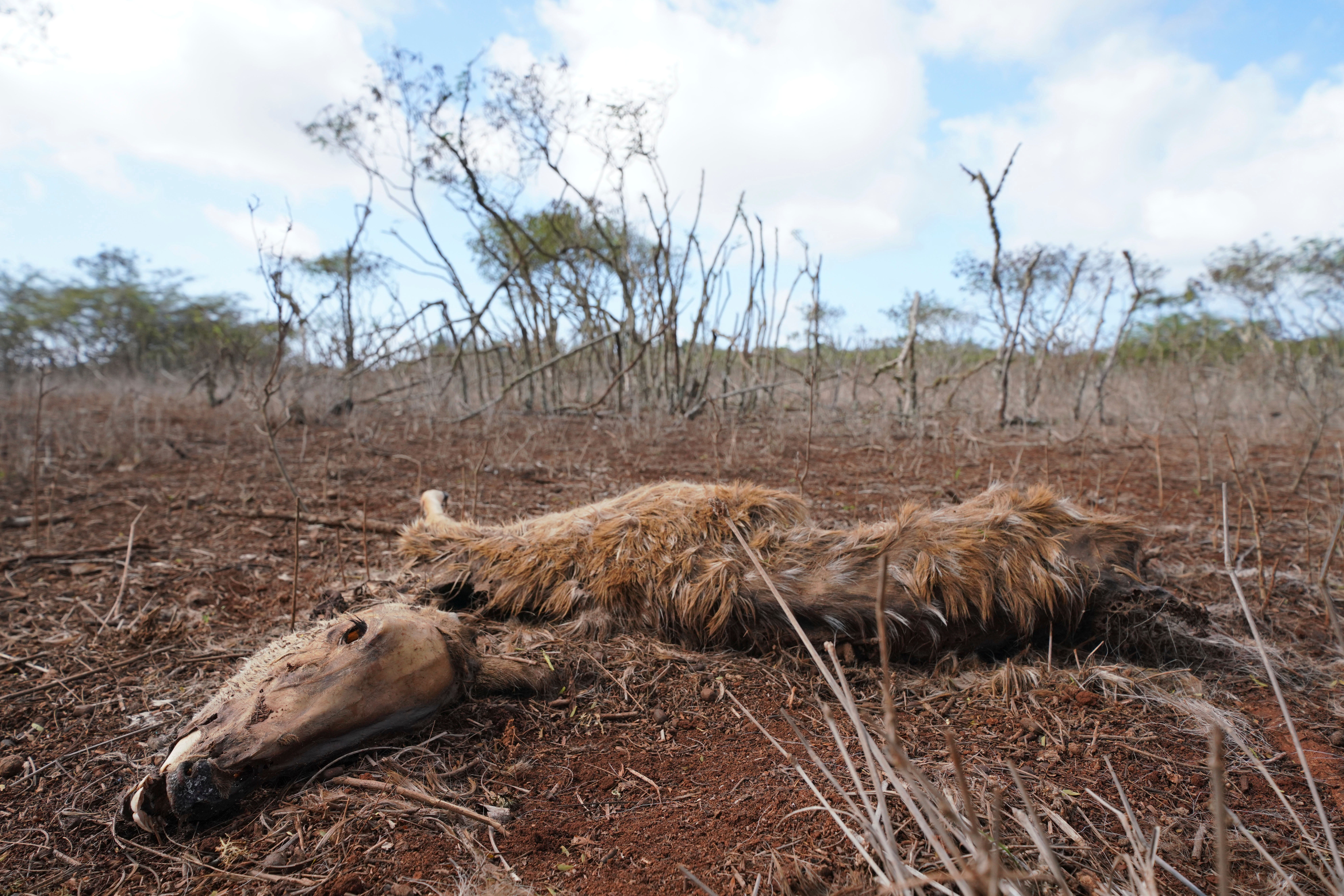 Hawaii Drought-Dead Deer