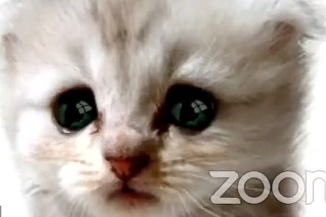 <p>Abogado declara que "no es un gato" tras poner filtro de felino en la plataforma de videochat</p>