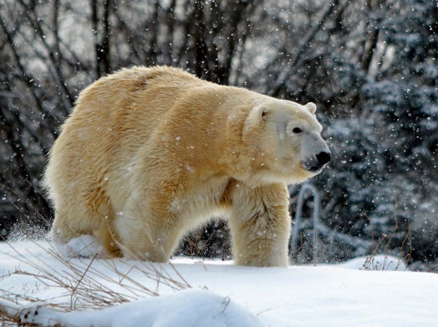 Polar Bear Killed Zoo
