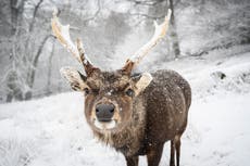 UK weather: Snow and freezing temperatures to continue as Scotland records lowest temperature since 2010