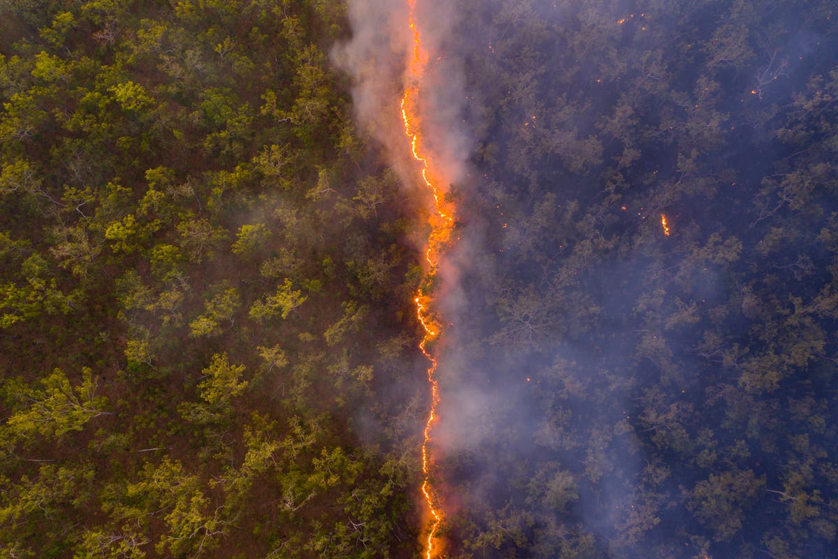 Australia bushfire photo revealing charred forest wins award in Wildlife Photographer of the Year contest