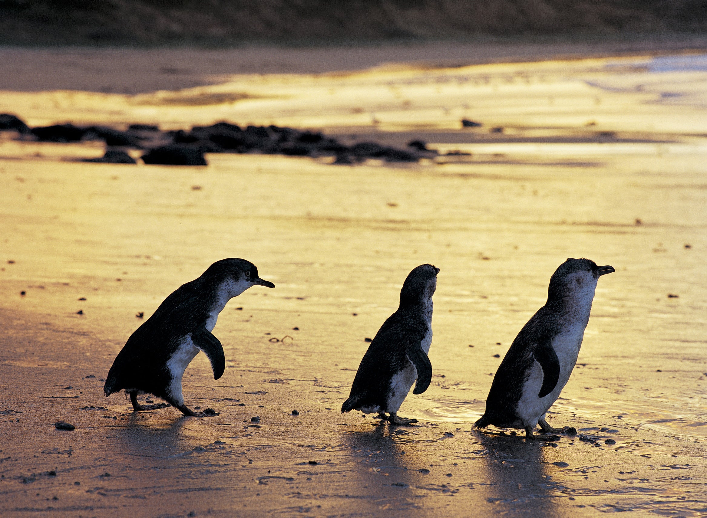 Fairy penguins are the world's smallest species of the bird