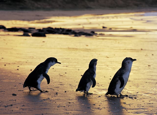 <p>Fairy penguins are the world's smallest species of the bird</p>