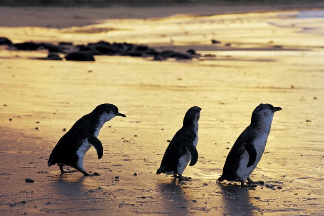 <p>Fairy penguins are the world's smallest species of the bird</p>