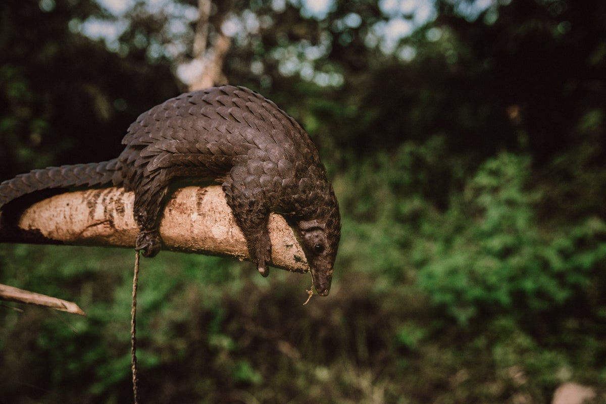 Coronaviruses linked to Covid-19 circulating in bats and pangolins in Southeast Asia, study finds