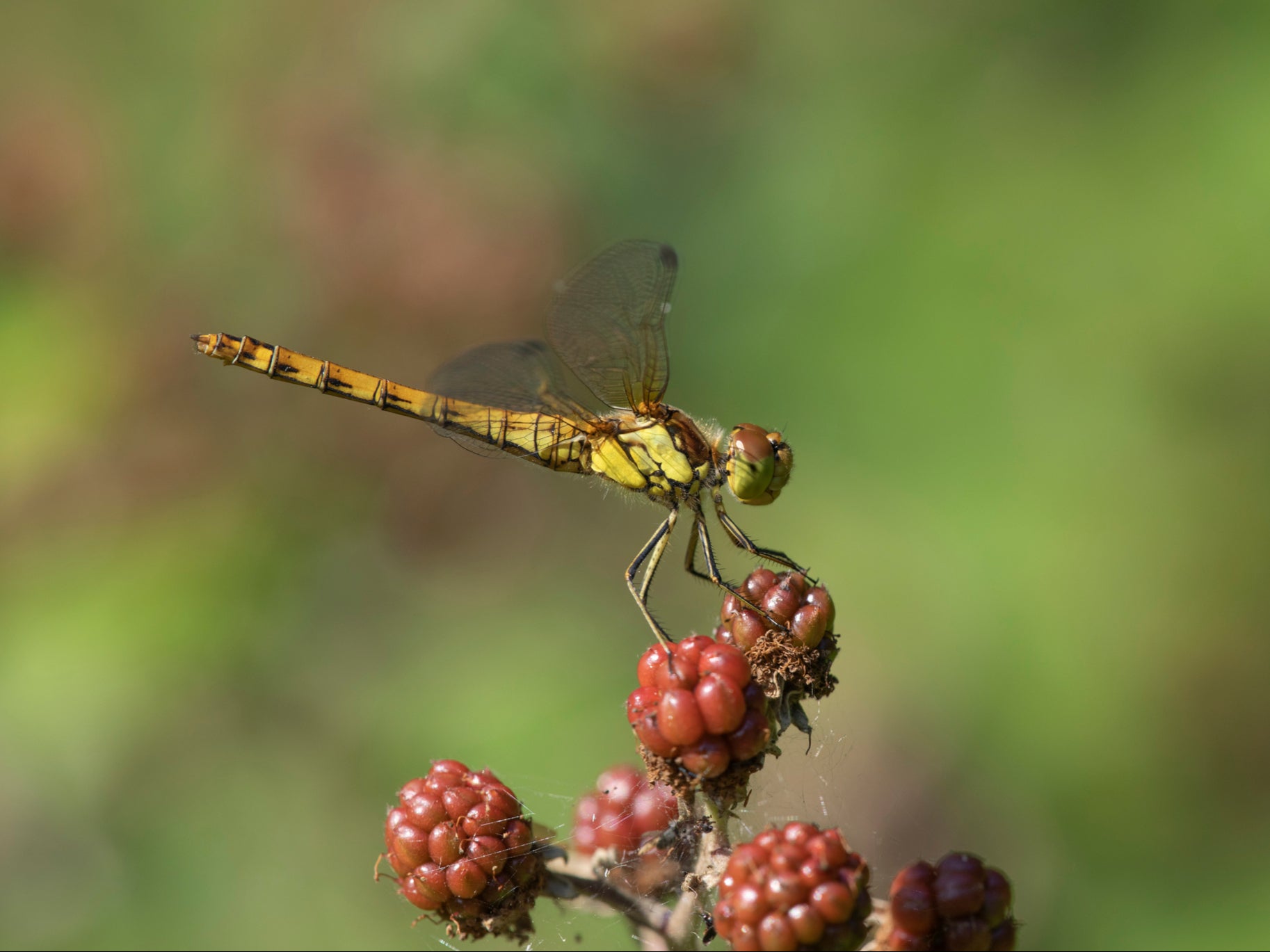 A common darter dragonfly. Why roll when you can somersault?