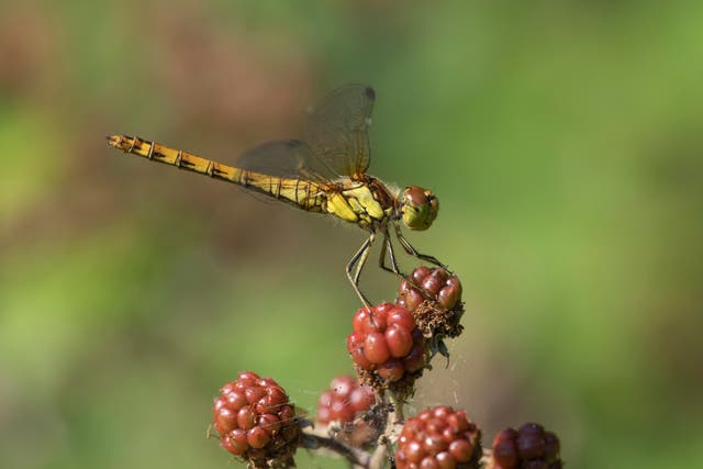 A common darter dragonfly. Why roll when you can somersault? 