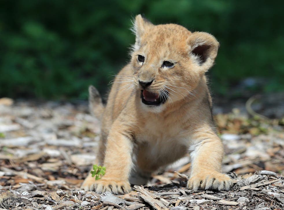 Pictured: One of three cubs born in mother Oudrika’s first litter