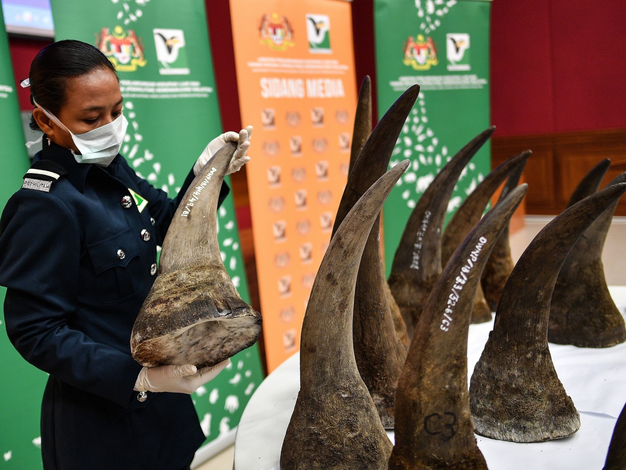 A Malaysian Wildlife official displays seized rhino horns and other animal parts