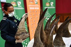 Stop the Illegal Wildlife Trade: Corrupt officers, diplomats and prosecutors – inside Asia’s deadly rhino horn market