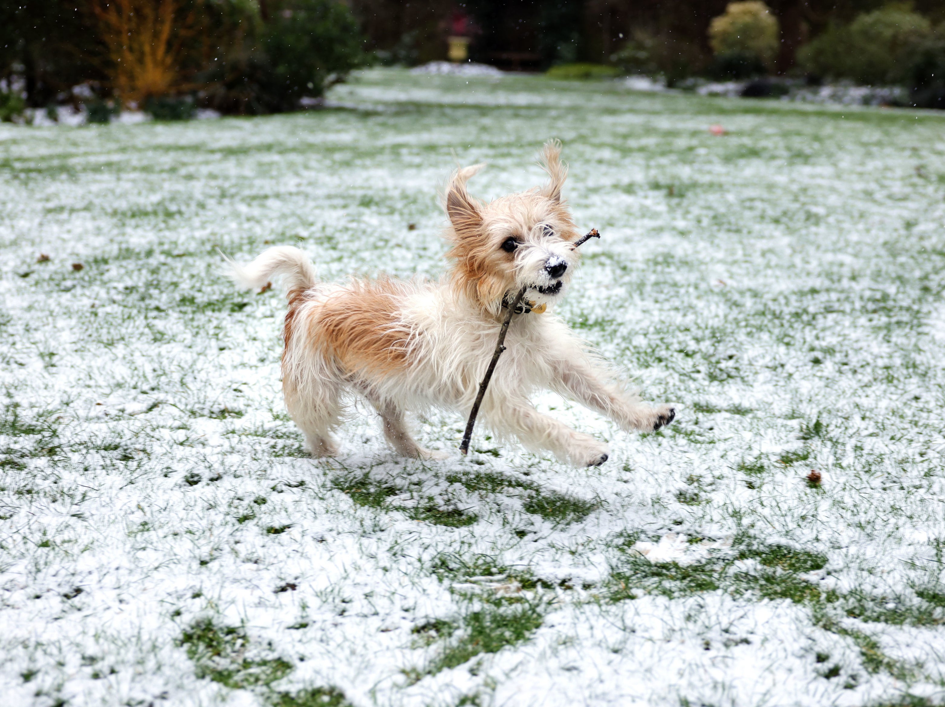Dilyn the dog playing in the snow at 10 Downing Street, London. Pictures of the dog were taken by Pippa Fowles, a Ministry of Defence photographer seconded to No 10.