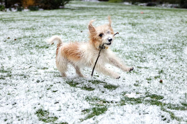 Dilyn the dog playing in the snow at 10 Downing Street, London. Pictures of the dog were taken by Pippa Fowles, a Ministry of Defence photographer seconded to No 10.