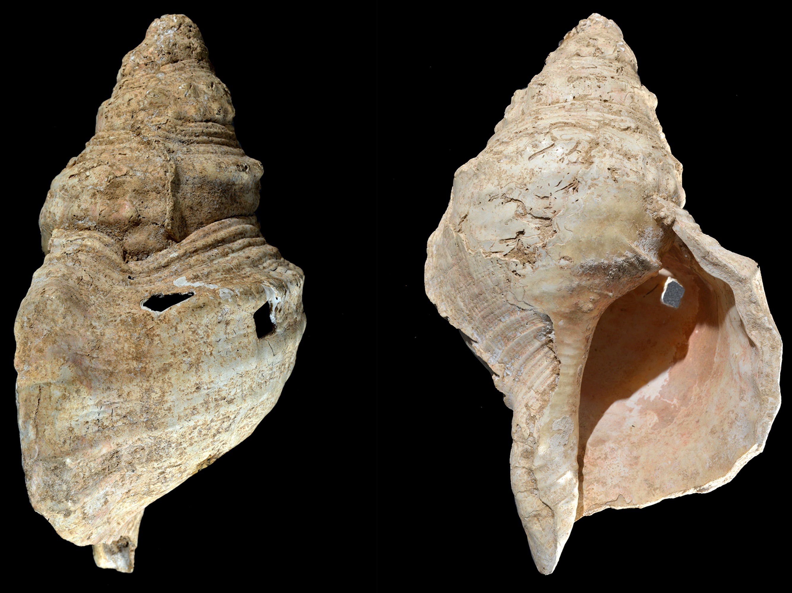 This combination of photos provided by researcher Carole Fritz in February 2021 shows two sides of a 12-inch (31 cm) conch shell discovered in a French cave with prehistoric wall paintings in 1931