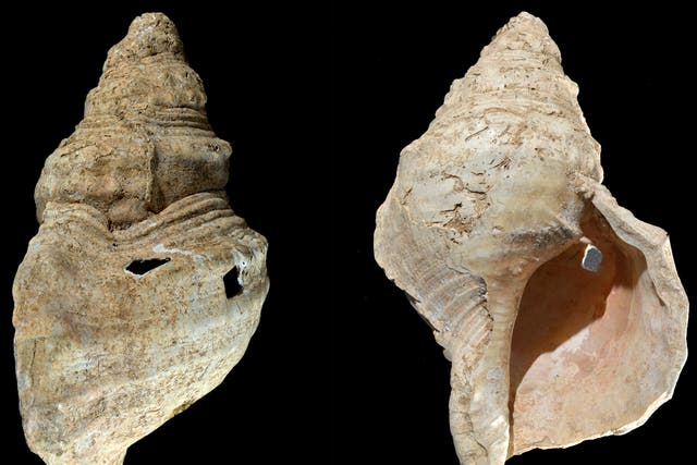 <p>This combination of photos provided by researcher Carole Fritz in February 2021 shows two sides of a 12-inch (31 cm) conch shell discovered in a French cave with prehistoric wall paintings in 1931</p>