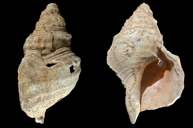 Ancient Seashell Horn
