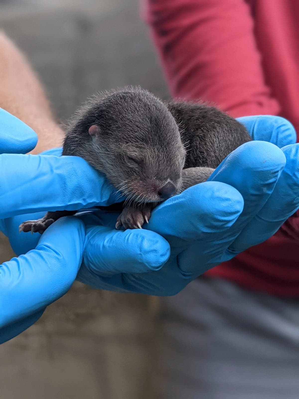 3 North American river otter pups born at Zoo Miami Mother Zoo Rhode ...