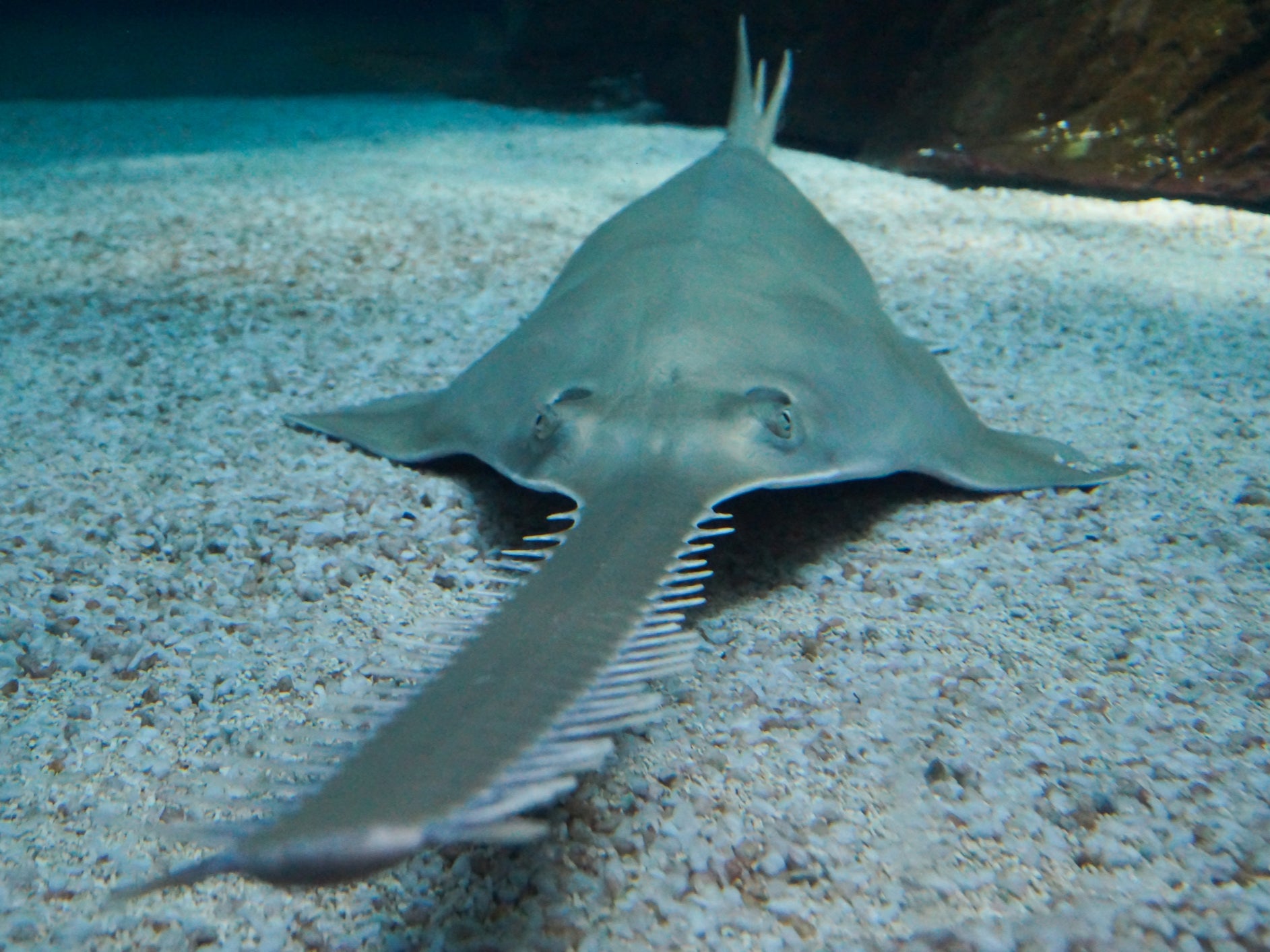 Sawfish can grow up to 7.6 metres (25 feet) long