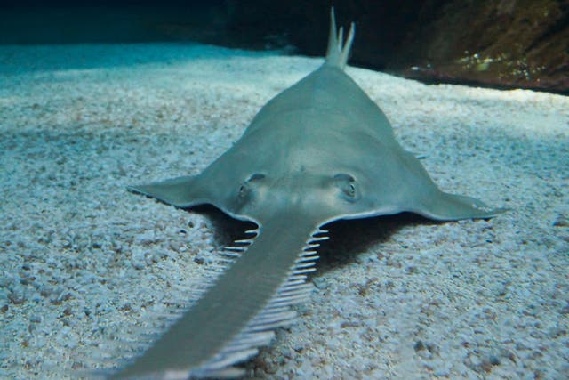 Sawfish can grow up to 7.6 metres (25 feet) long
