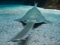 Sawfish ‘facing extinction due to overfishing’, scientists warn