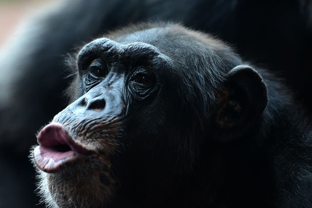 A chimpanzee at a German zoo