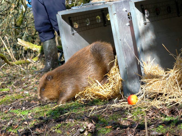 Two beavers were released by Dorset Wildlife Trust earlier this week