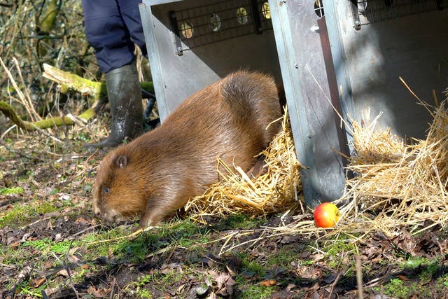 Two beavers were released by Dorset Wildlife Trust earlier this week