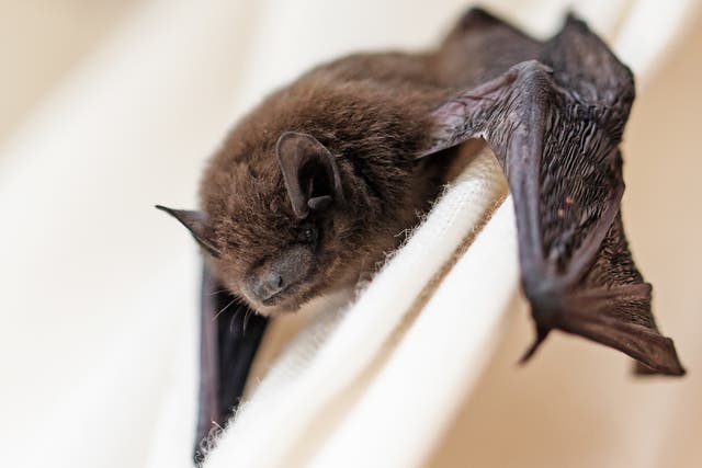 Fatal attraction: Bats have been killed by wind turbines in countries all around the world