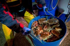 Brexit trade arrangements are ‘unmitigated disaster’, food industry experts say