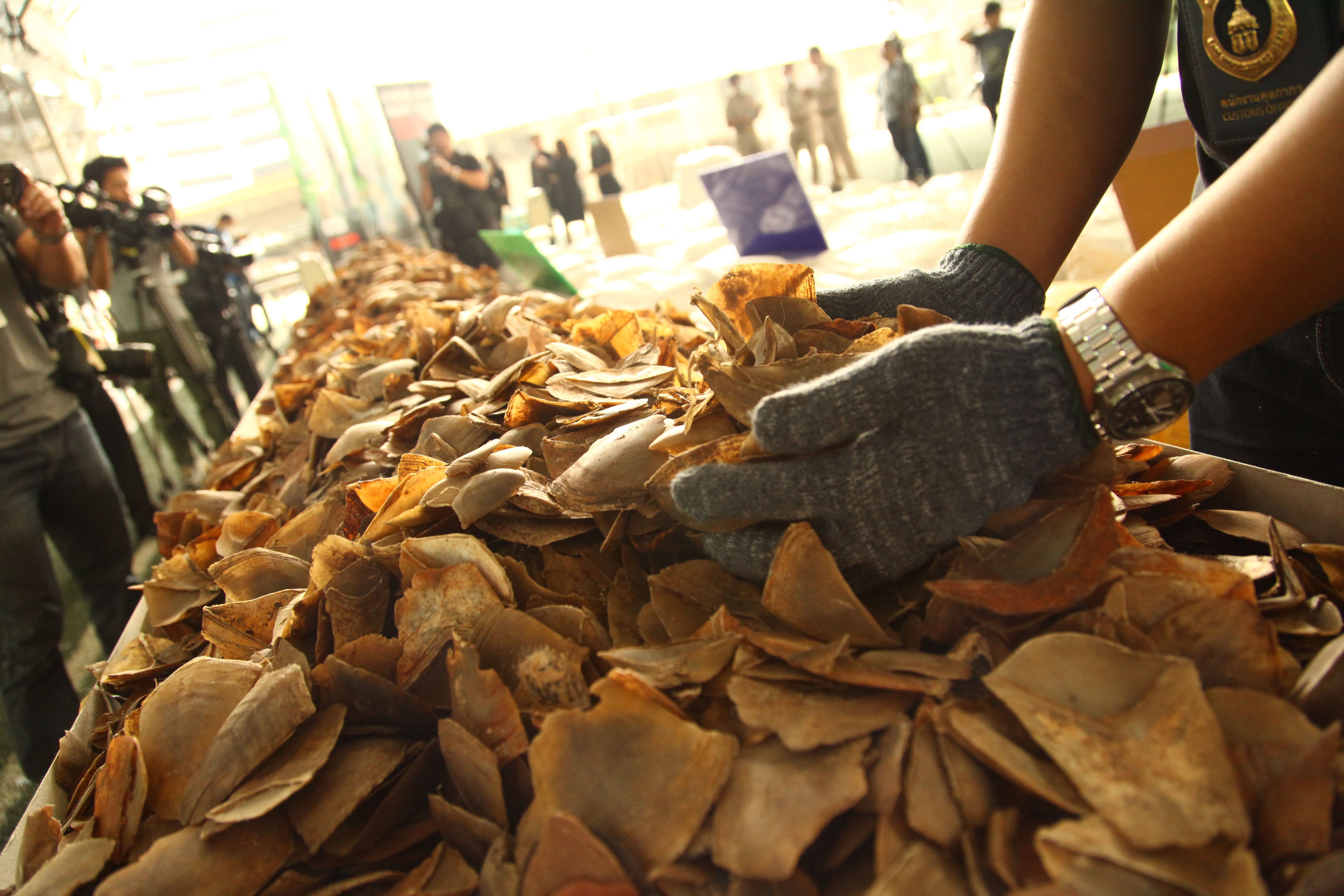 More than three tonnes of pangolin scales were discovered in Thailand