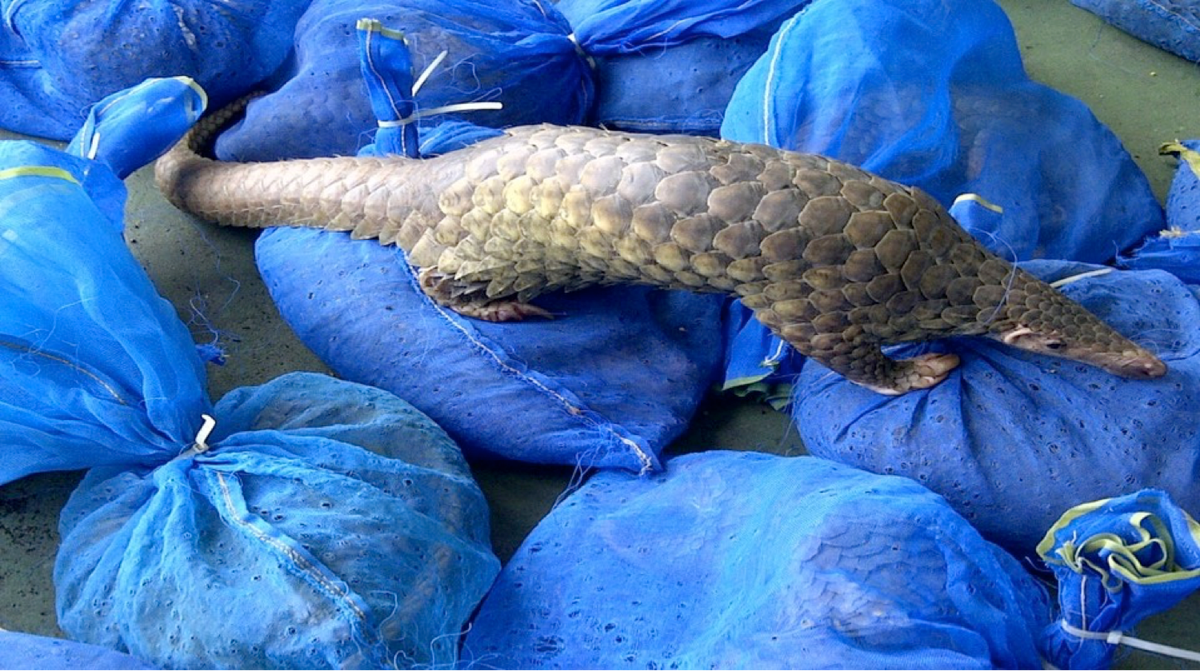 World Pangolin Day: On the deadly trail of pangolin poachers