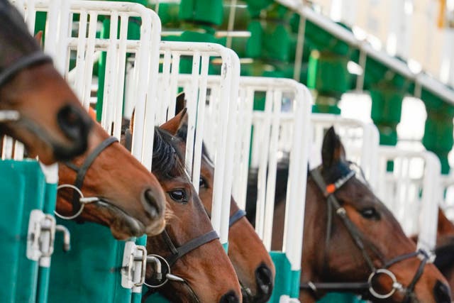 A general view of horses at Lingfield Park Racecourse