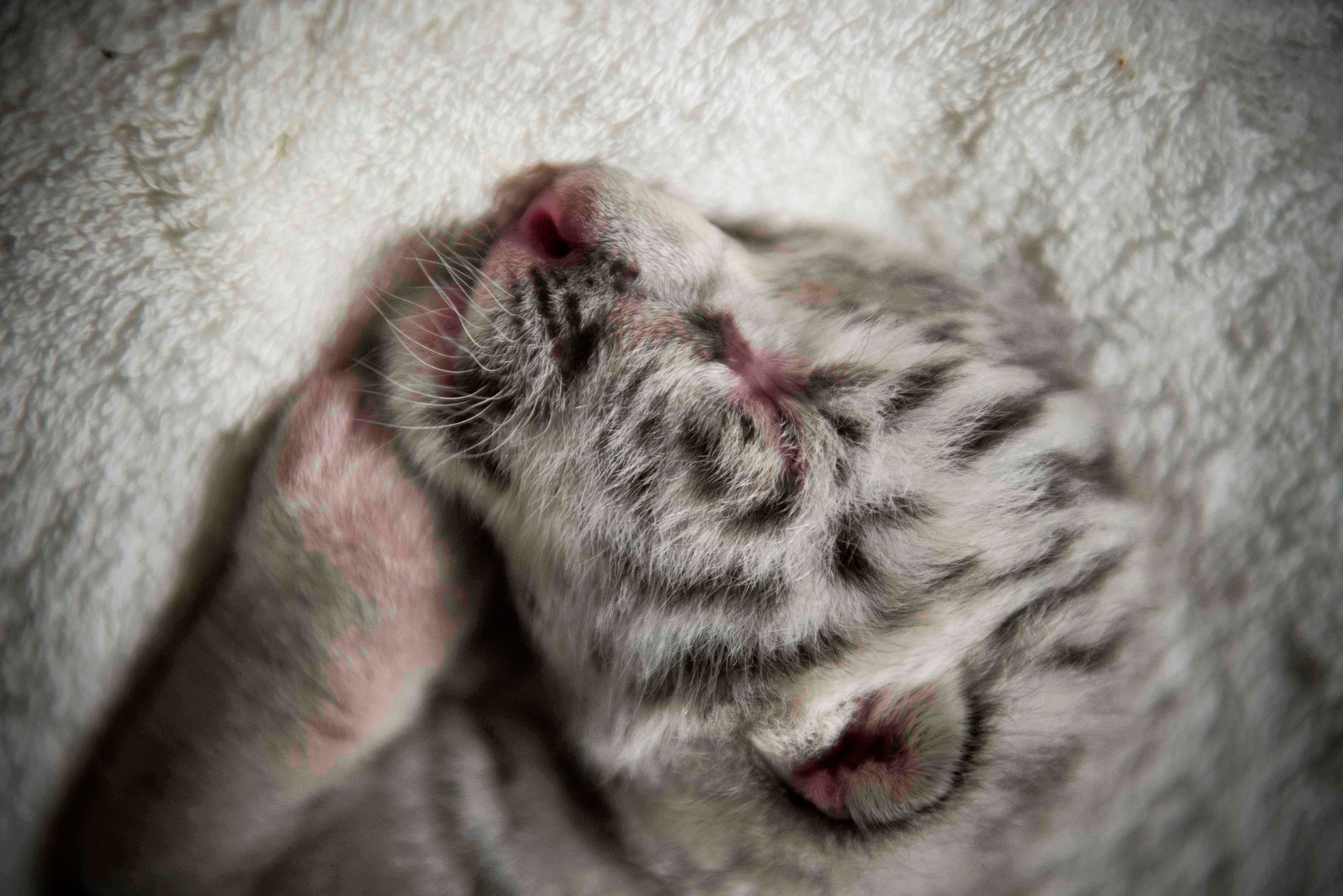 Photo of a newborn white tigercub