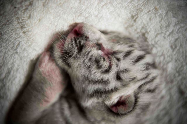 <p>Photo of a newborn white tigercub</p>