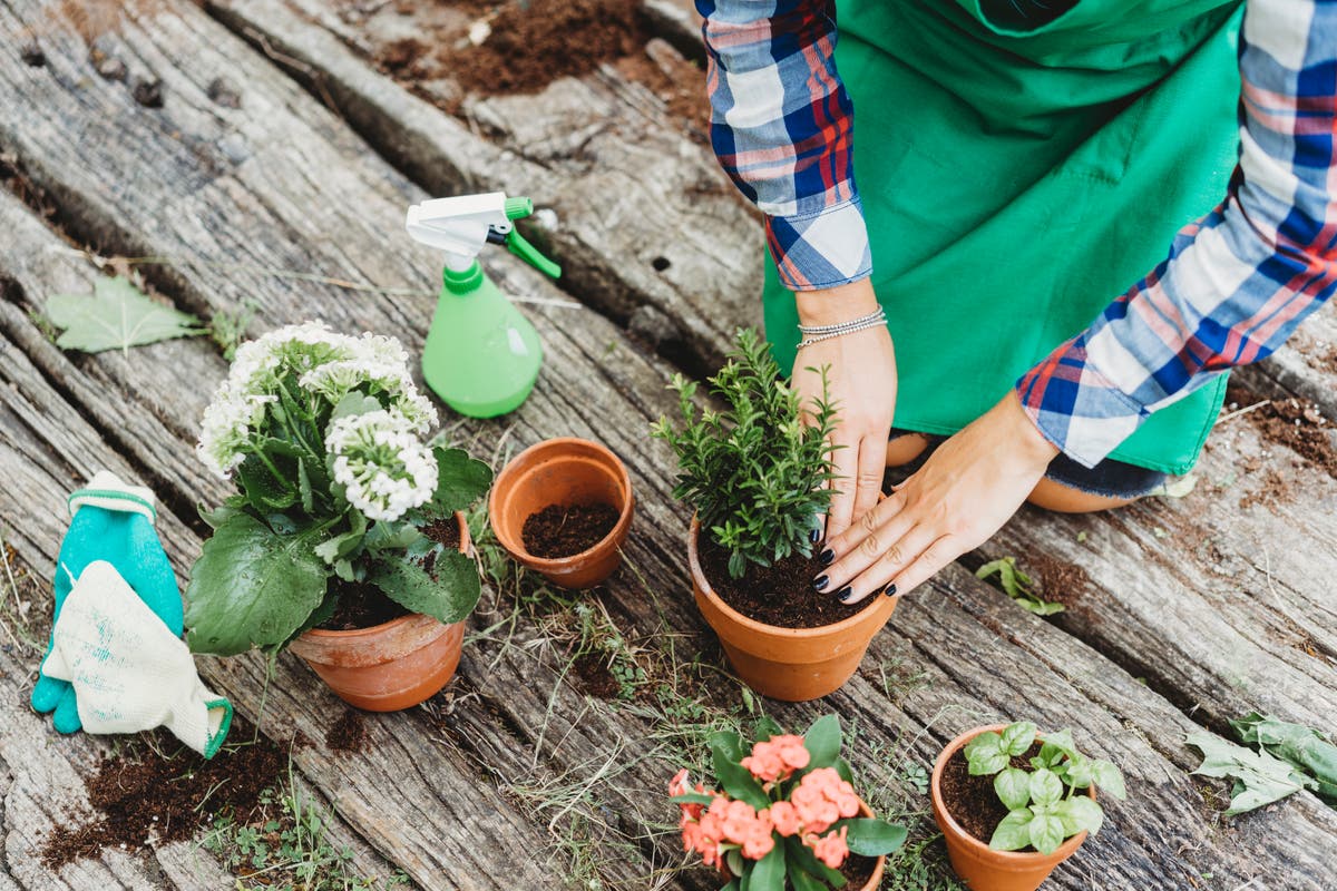 Why Australians are leaving plants out for strangers | The Independent