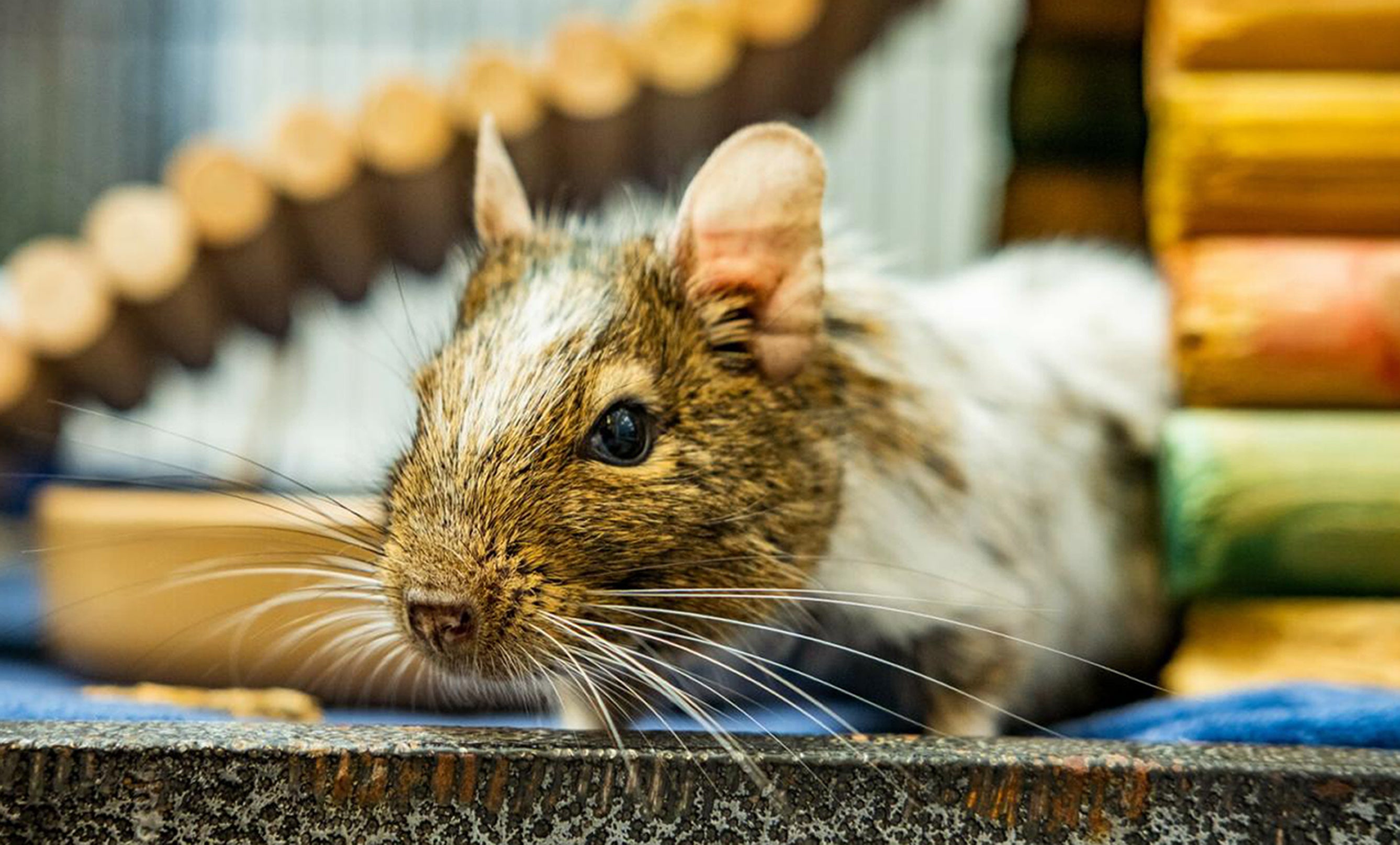 A photo of the UK's ‘loneliest degu’ Greg which is looking for love this Valentine's Day