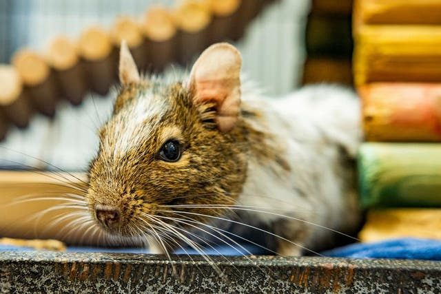 <p>A photo of the UK's ‘loneliest degu’ Greg which is looking for love this Valentine's Day</p>