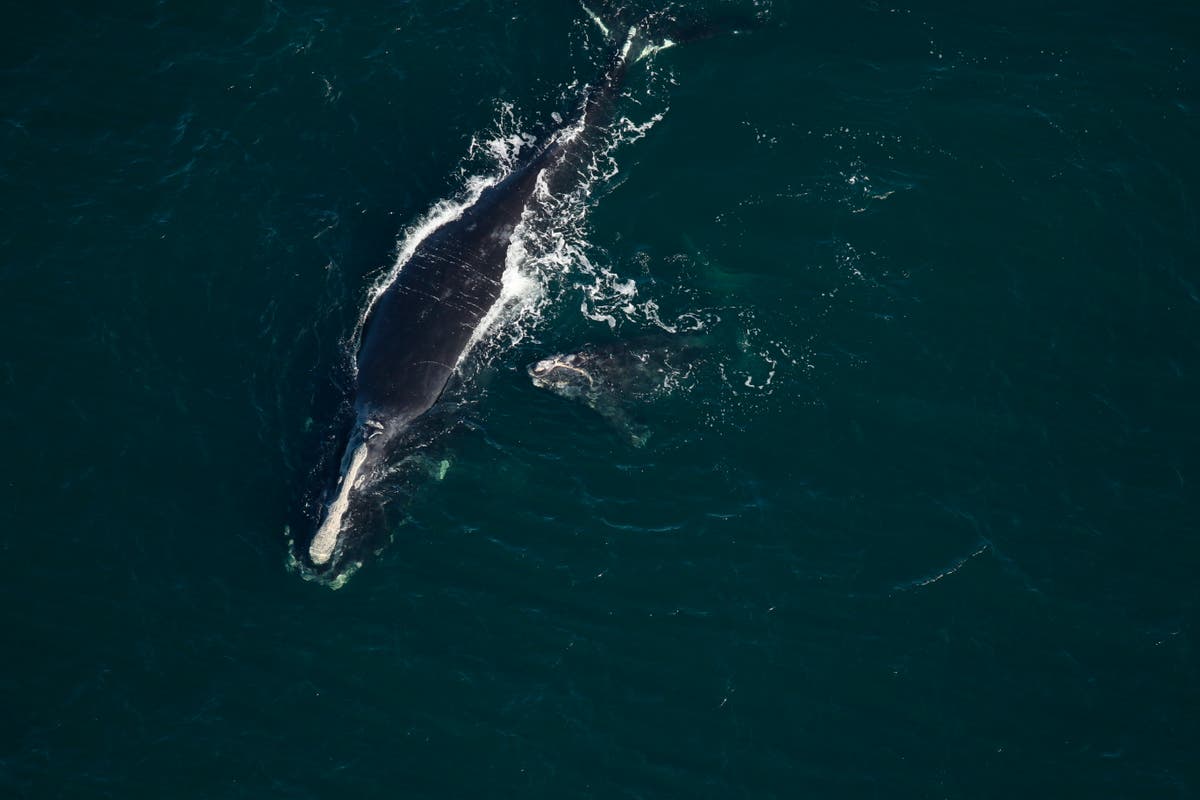 Endangered baby right whale found dead on Florida beach